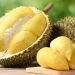 Tape dan durian mengandung alkohol alami dari fermentasi, tetapi tetap halal selama tidak memabukkan dan memenuhi ketentuan syariat.
