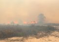 Karhutla Kalimantan Mengancam Flora dan Satwa Endemik RI