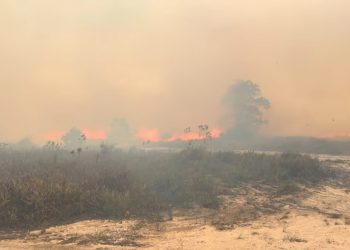 Karhutla Kalimantan Mengancam Flora dan Satwa Endemik RI