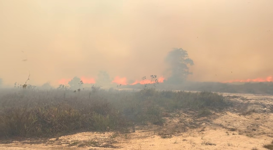 Karhutla Kalimantan Mengancam Flora dan Satwa Endemik RI