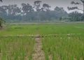 Puluhan Hektare Sawah di Bogor Kekeringan, Petani Terancam Gagal Panen