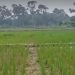Puluhan Hektare Sawah di Bogor Kekeringan, Petani Terancam Gagal Panen