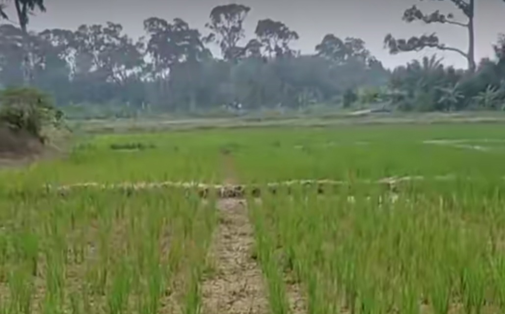Puluhan Hektare Sawah di Bogor Kekeringan, Petani Terancam Gagal Panen