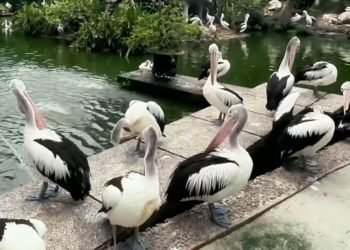 Pemprov DKI Buka Opsi Naikkan Harga Tiket Ragunan