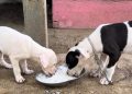 Nasi untuk Anjing, Boleh atau Tidak? Ini Jawabannya