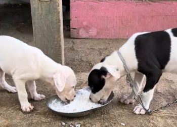Nasi untuk Anjing, Boleh atau Tidak? Ini Jawabannya