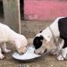 Nasi untuk Anjing, Boleh atau Tidak? Ini Jawabannya
