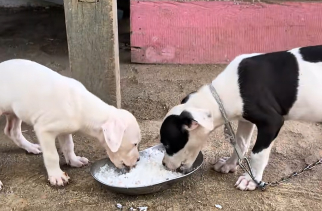 Nasi untuk Anjing, Boleh atau Tidak? Ini Jawabannya