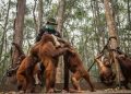 Karhutla Mengancam, Pegiat Lingkungan Dorong Perlindungan Orangutan