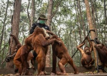 Karhutla Mengancam, Pegiat Lingkungan Dorong Perlindungan Orangutan