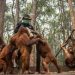 Karhutla Mengancam, Pegiat Lingkungan Dorong Perlindungan Orangutan