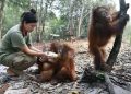 Delapan Satwa Mati, Kemenhut Evakuasi 100 Satwa Karhutla