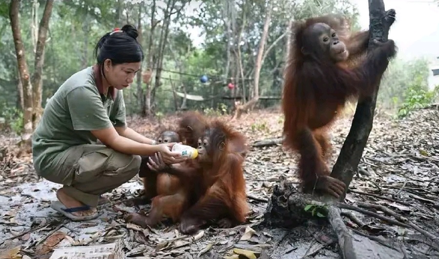 Delapan Satwa Mati, Kemenhut Evakuasi 100 Satwa Karhutla