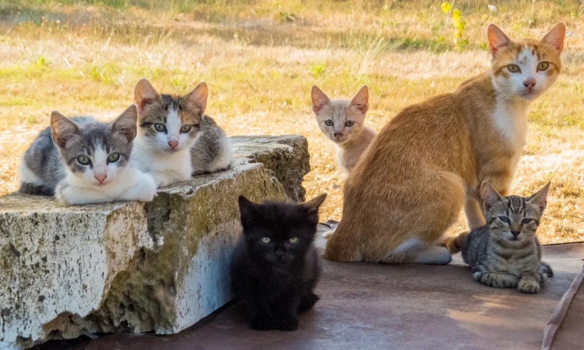 Bukan Dimusnahkan, Kucing Liar Bandung Ditangkap dan Disterilisasi