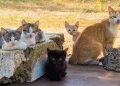 Bukan Dimusnahkan, Kucing Liar Bandung Ditangkap dan Disterilisasi