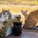 Bukan Dimusnahkan, Kucing Liar Bandung Ditangkap dan Disterilisasi