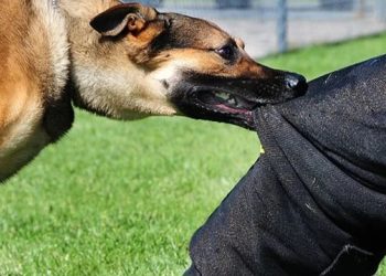 Berapa Lama Batas Waktu Suntik Rabies Usai Digigit Anjing?