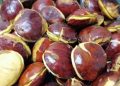 Apa yang Membuat Jengkol Punya Bau Khas?