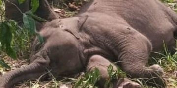 Gajah Muda Mati di Konsesi Jambi, Penyebabnya Masih Misterius