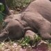 Gajah Muda Mati di Konsesi Jambi, Penyebabnya Masih Misterius