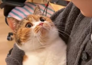 Kucing Bisa Paham Perasaan Pemiliknya? Ini Penjelasannya