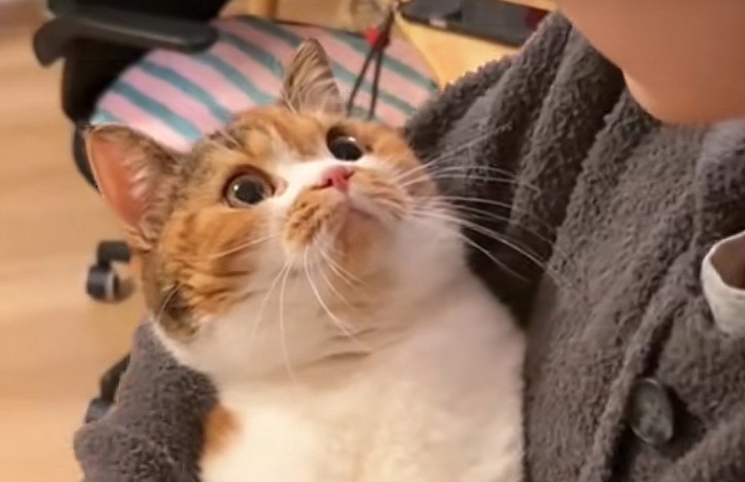 Kucing Bisa Paham Perasaan Pemiliknya? Ini Penjelasannya