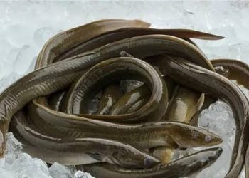 Salmon Tersalip, Ikan Asal Indonesia Ini Punya Omega-3 Tinggi