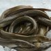 Salmon Tersalip, Ikan Asal Indonesia Ini Punya Omega-3 Tinggi