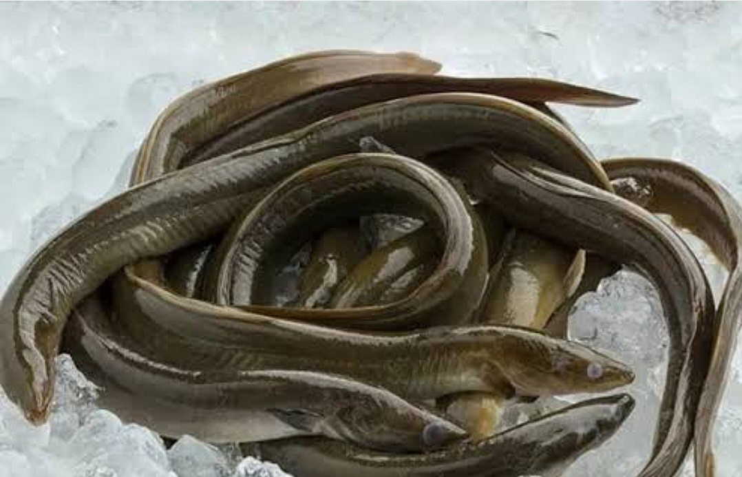 Salmon Tersalip, Ikan Asal Indonesia Ini Punya Omega-3 Tinggi