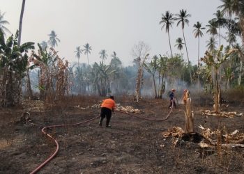 BNPB mencatat kebakaran hutan dan lahan seluas 7,22 hektare di Sulawesi Tengah, Sulawesi Selatan, dan Kepulauan Bangka Belitung pada 17–19 Oktober 2026.