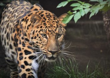 BKSDA Jawa Tengah merekam seekor macan tutul Jawa di Cagar Alam Nusakambangan Barat saat pemantauan pada 12–15 Oktober 2026.