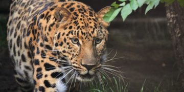 BKSDA Jawa Tengah merekam seekor macan tutul Jawa di Cagar Alam Nusakambangan Barat saat pemantauan pada 12–15 Oktober 2026.