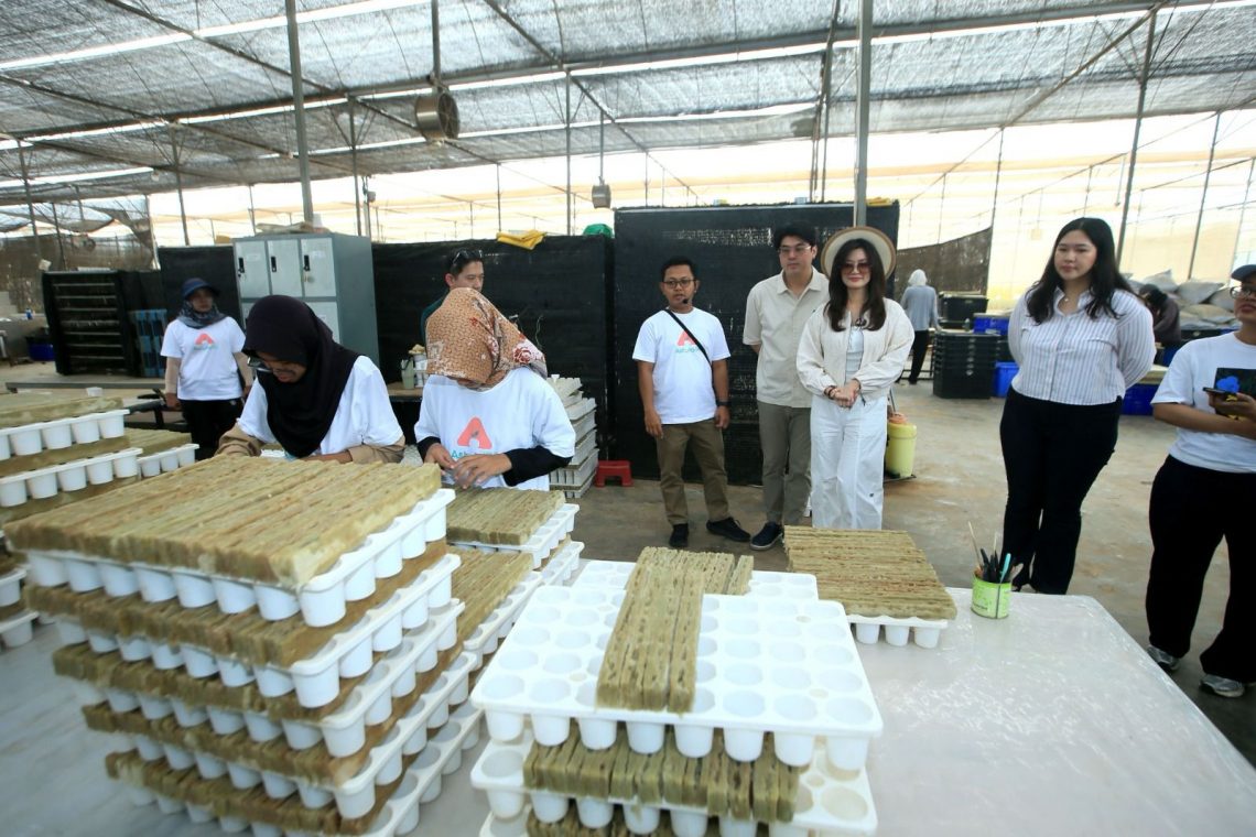 AstyFarm mencatat pertumbuhan nilai transaksi 52% di Tokopedia dan TikTok Shop, menjangkau 42 kota, serta memperluas lahan produksi menjadi 12 hektare.