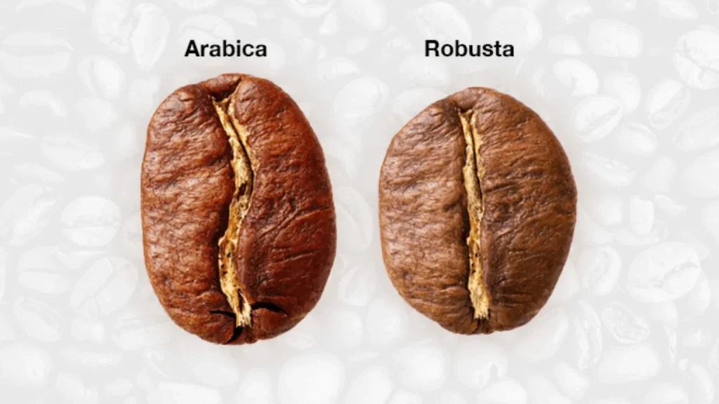 Robusta-Vs-Arabica-fnb.coffee-1024x576.webp Arabic vs Robusta Coffee Beans