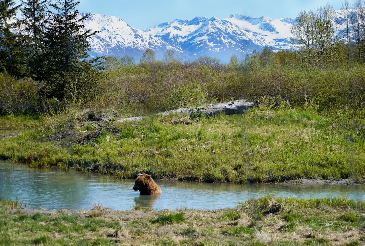 Alaska's Wild Heart: Juggling Development and the Call of the Wild