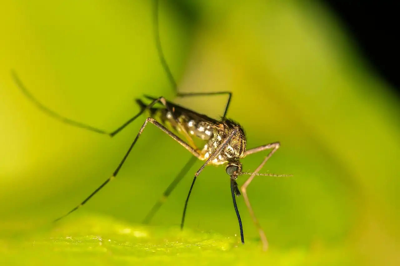 Chikungunya Chronicles: Unraveling the Web of Myths and Facts