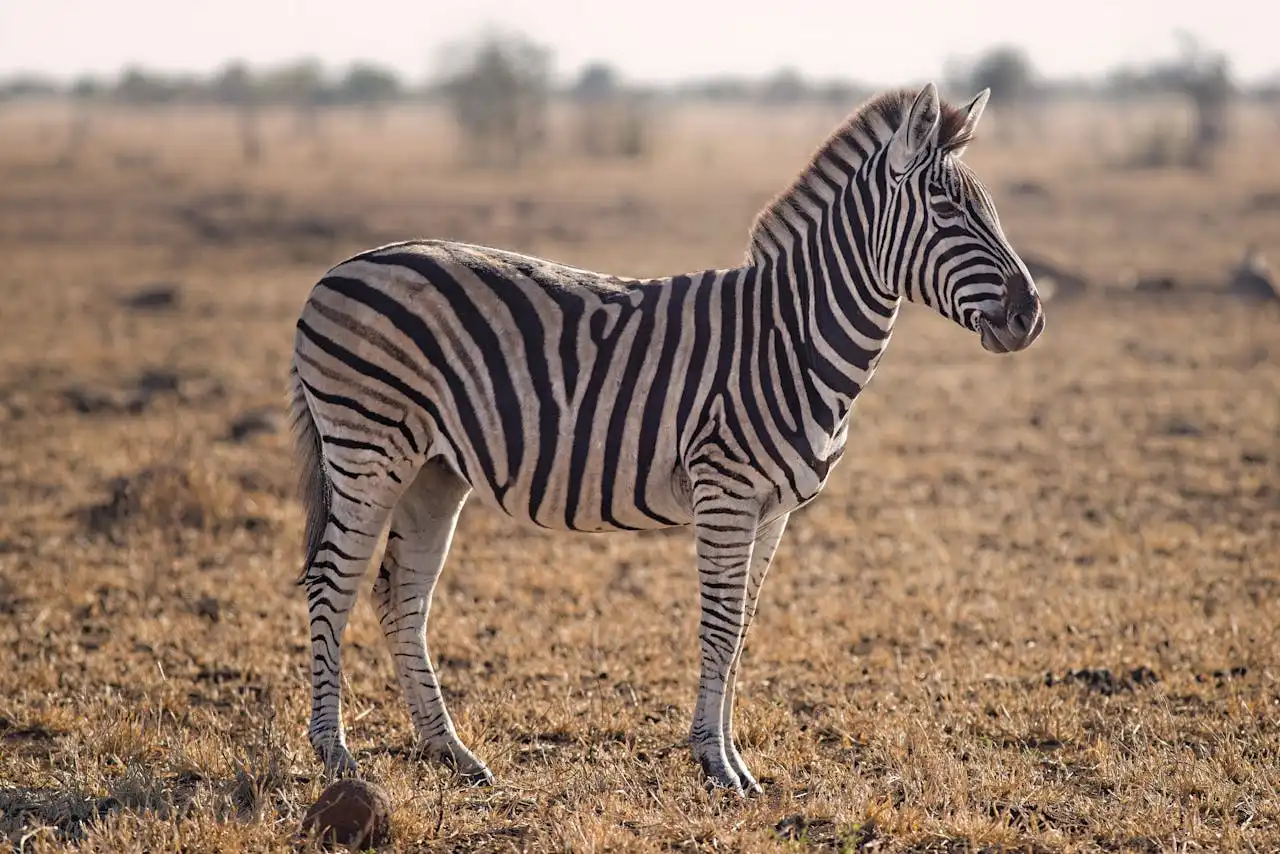 Why Aren't Zebras Used as Mounts? It's Not Just About Stripes!