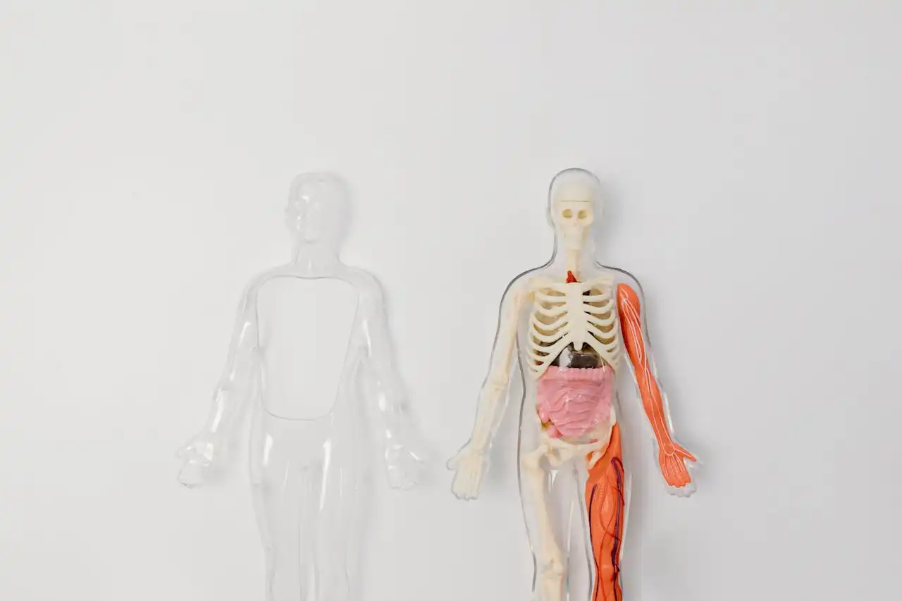 The Pig Lungs That Could Change Everything: A New Dawn for Organ Transplants?