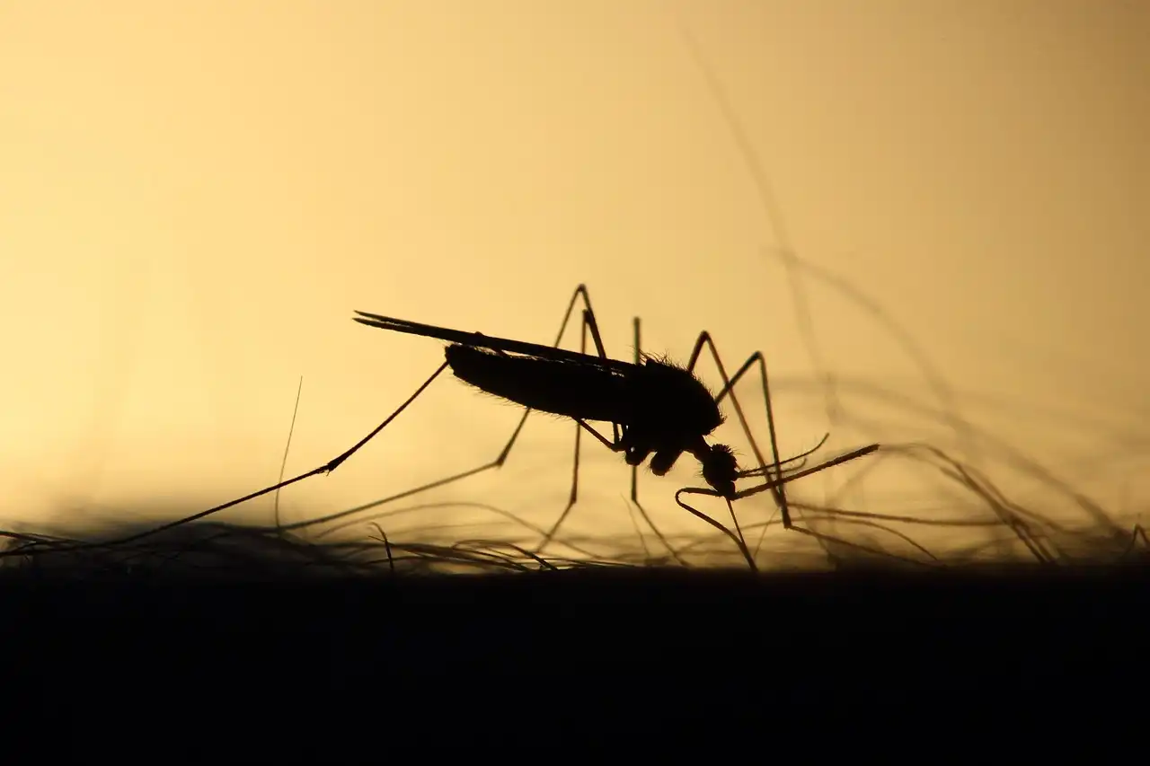 Chikungunya: A Sneaky Foe and Why Our Little Ones and Golden Agers Need Extra Love