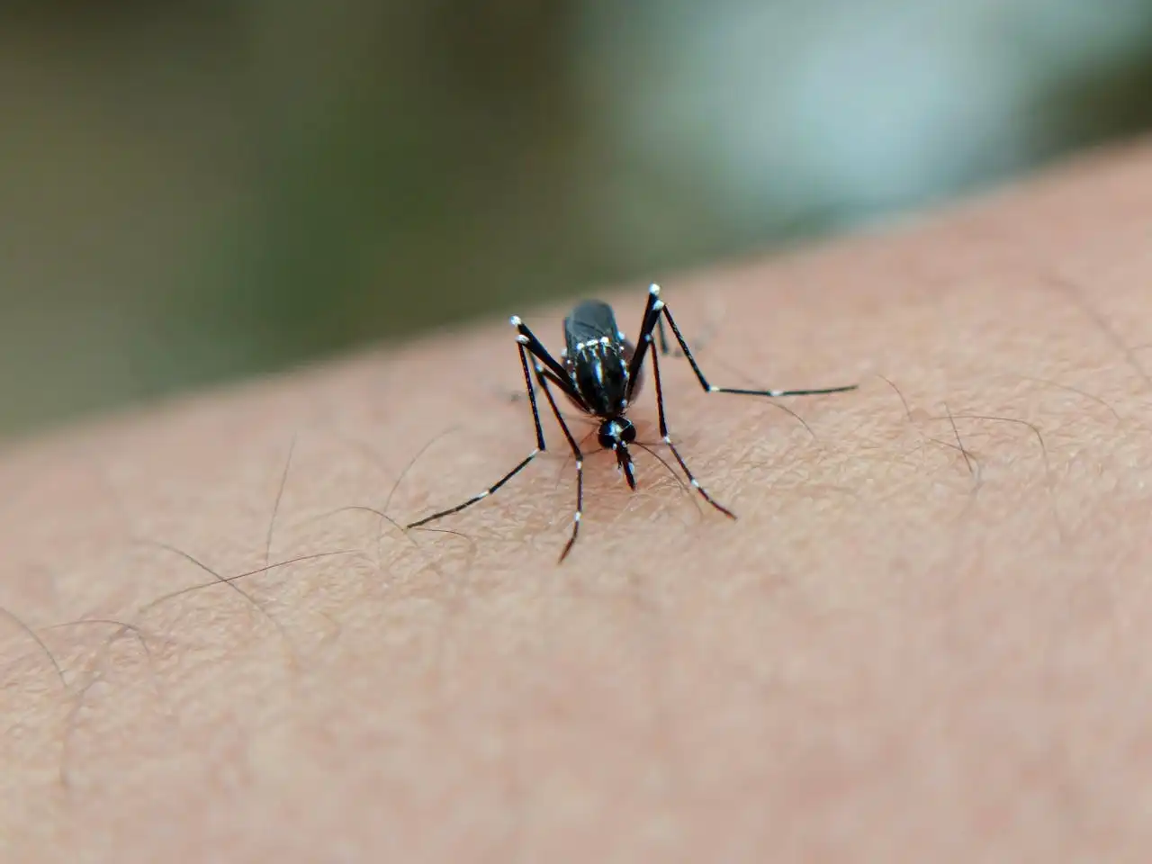 Bye-Bye Buzzkills: How to Mosquito-Proof Your Neighborhood and Send Chikungunya Packing