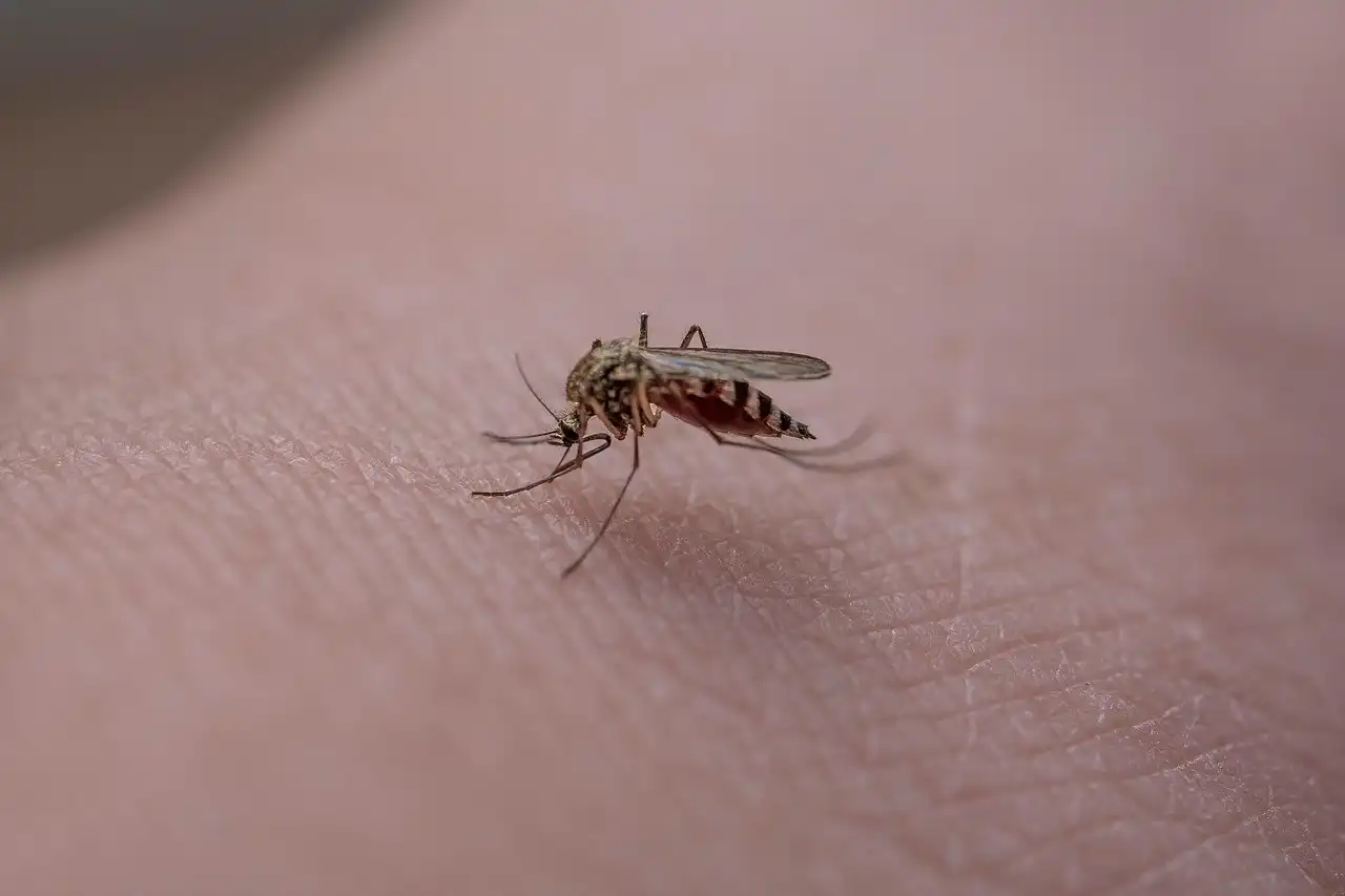 From Africa to Asia: Tracing the Epic Journey of Chikungunya Virus