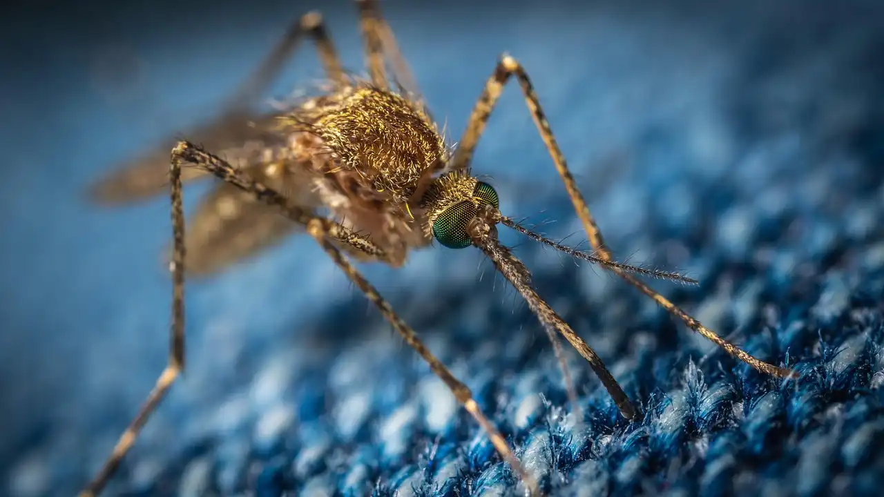 Breaking the Buzz: How We're Taking Back Our Communities from Chikungunya