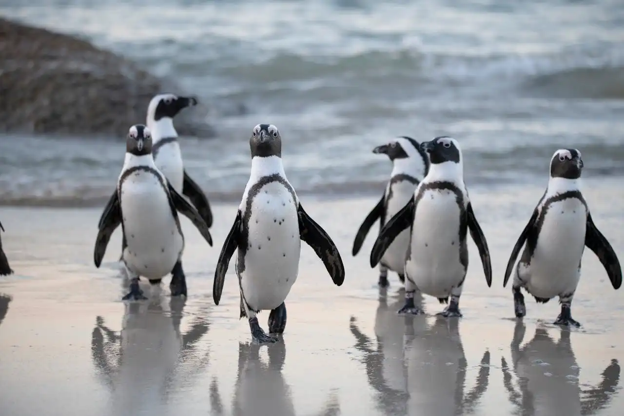 The Secret Weapon of Penguins: Why Their Poop is More Impressive Than You Think