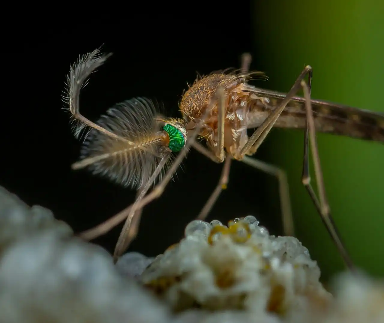 It's Not Just a Fever: Long-Term Complications of Chikungunya to Watch Out For