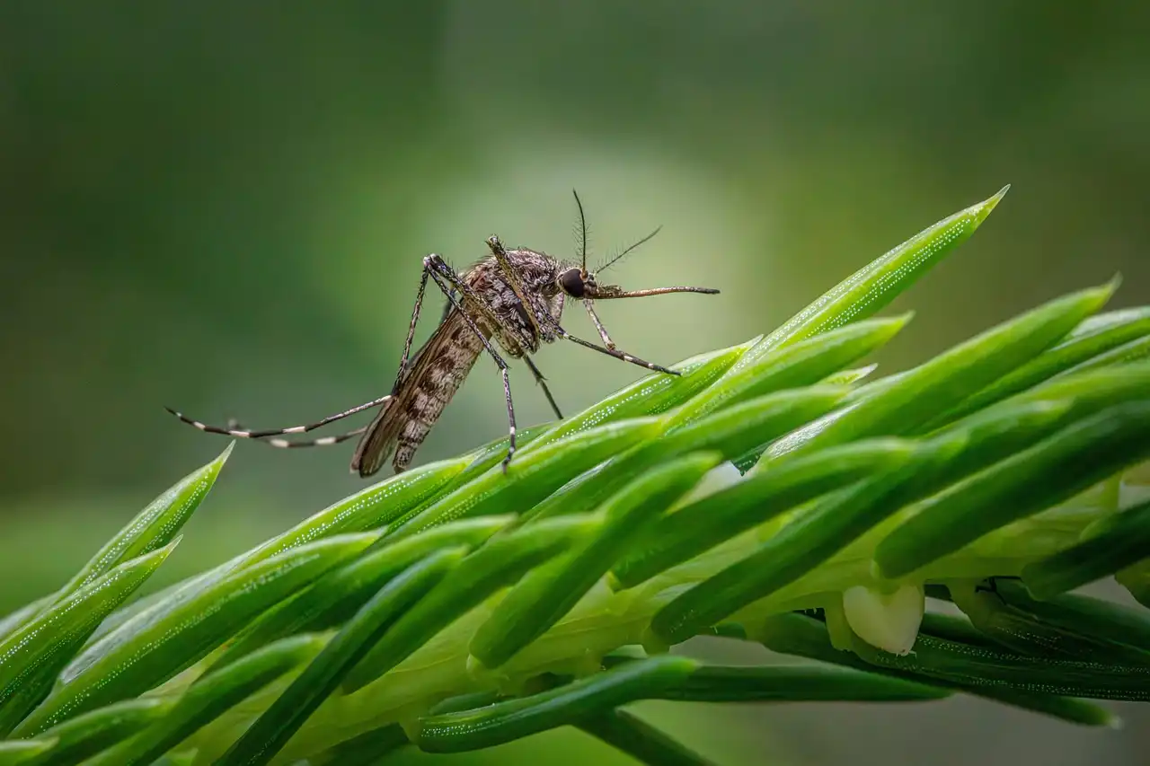 Chikungunya: A New Dawn in the Battle Against a Persistent Foe