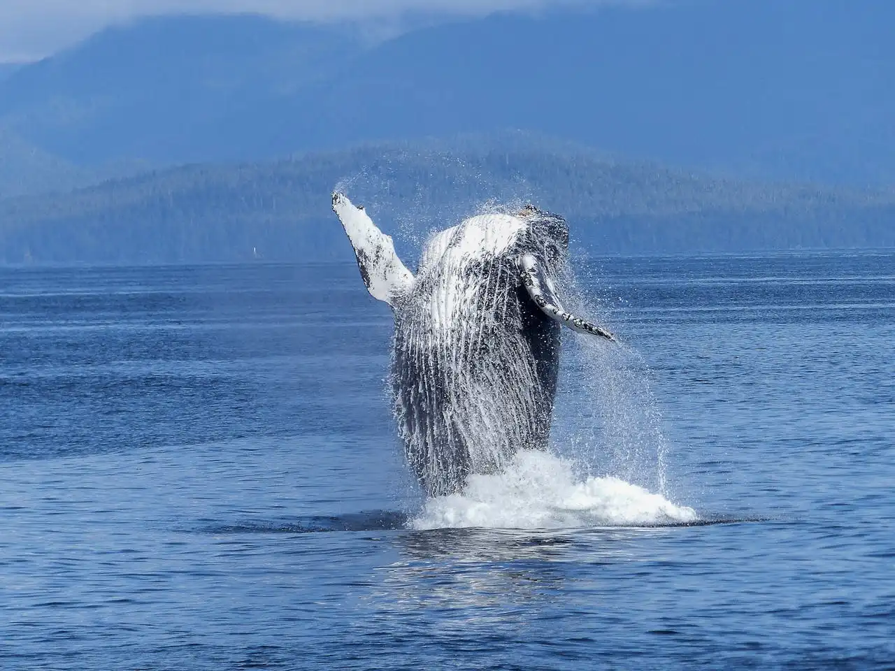 Fishing in Alaska: Why This Wild Frontier Delivers a Once-in-a-Lifetime Catch