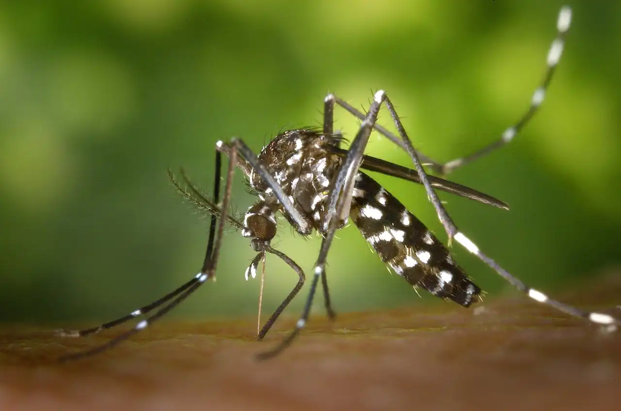 China Battles Worst Chikungunya Outbreak Since 2008: Drones, Quarantine, and “Elephant Mosquitoes” Deployed