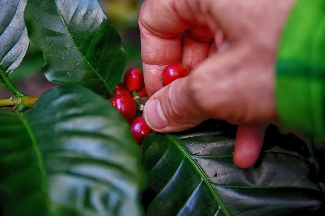 More Than Just a Drink: Coffee as Part of a Healthy Lifestyle and Morning Meditation