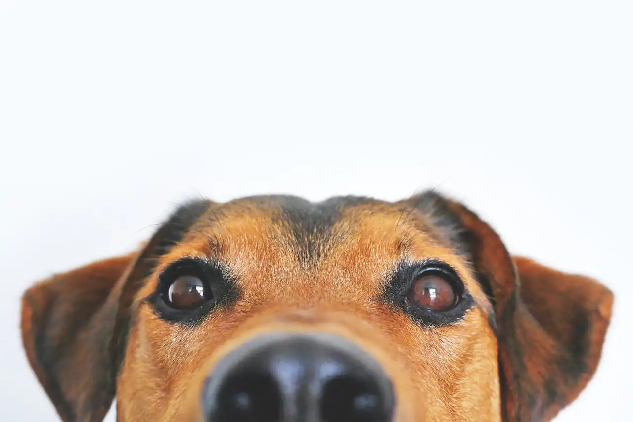 Mastering the Art of Alone Time: Helping Your Pet Ace Being Left at Home