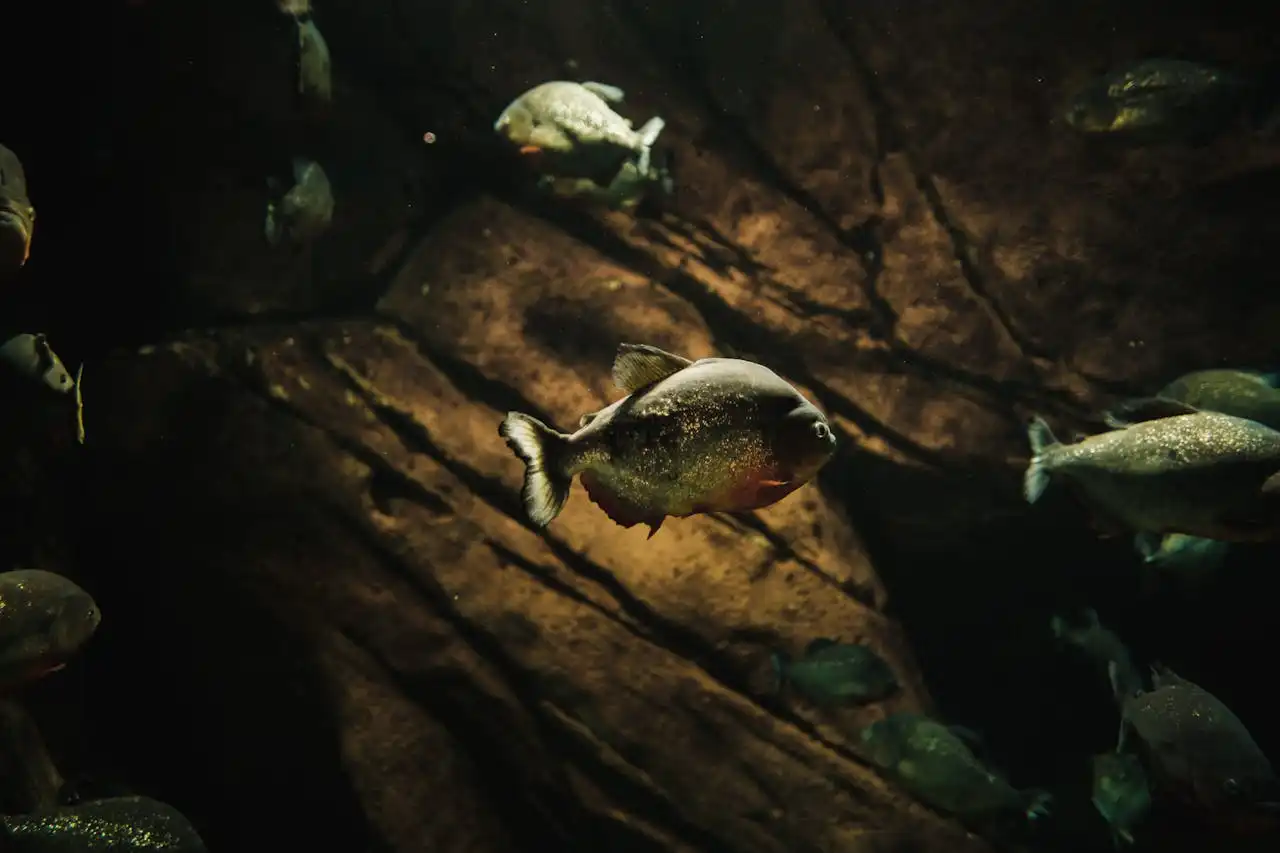 Hold the Phone: The Amazon Just Unveiled a 'Vegetarian Piranha' with Human-Like Teeth – And It's Not What You Think!